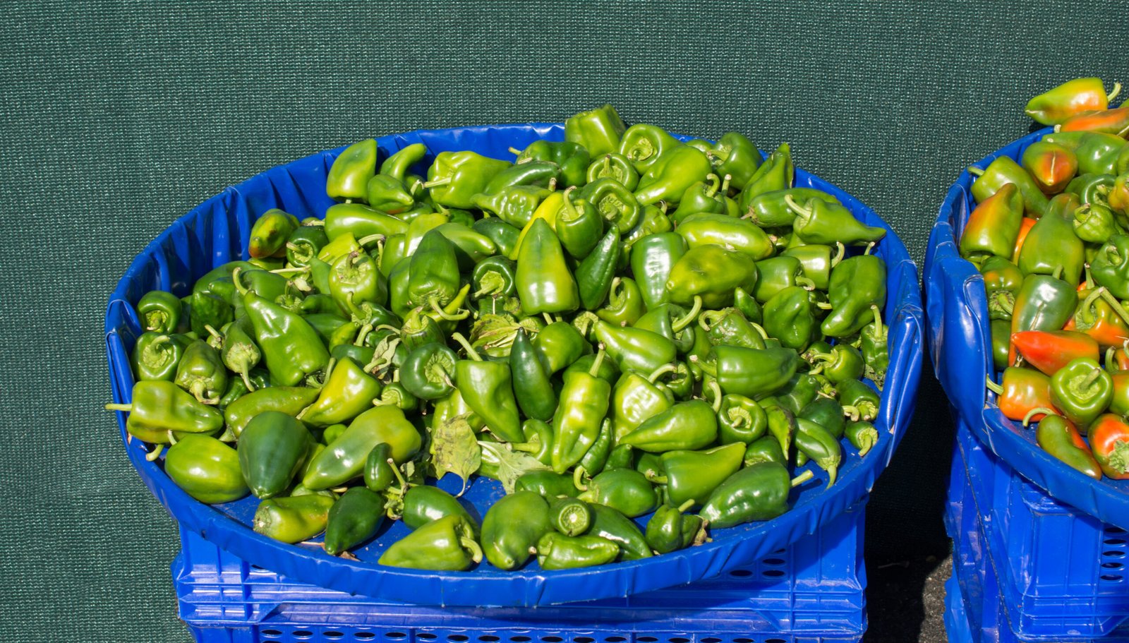 Green jalapenos fresh vegetables for import